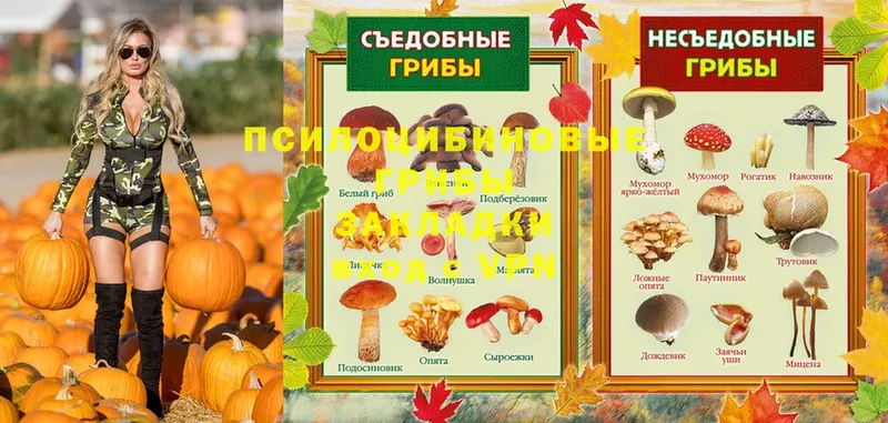 наркота  Бронницы  ОМГ ОМГ онион  Псилоцибиновые грибы Psilocybe 